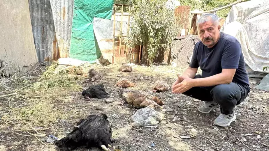 Hakkari'de Başıboş Köpekler Tavukları Telef Etti