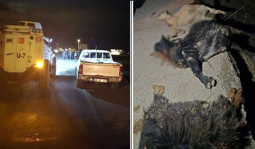 Minibüs koyun sürüsüne daldı