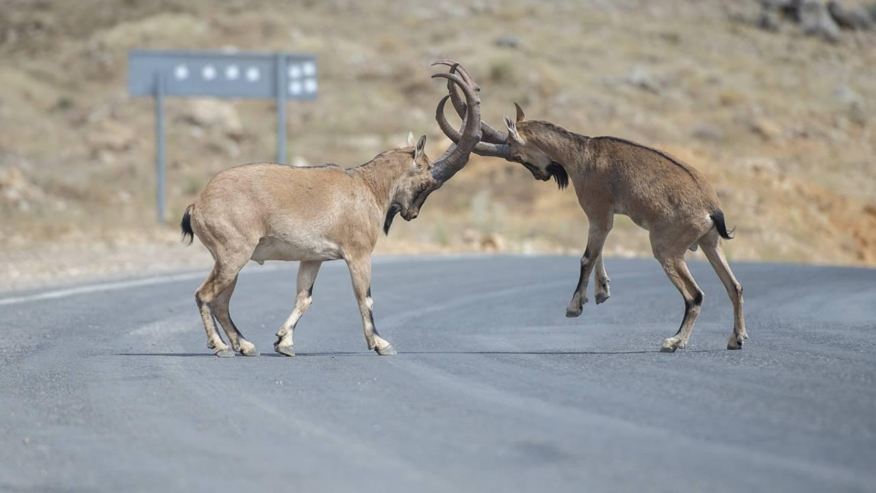 Hakkari'de ‘Koruma altındaki’ 2 dağ keçisi ihale ile öldürülecek