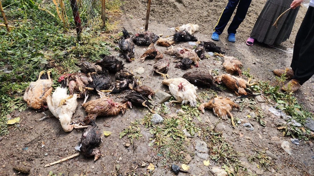 Sokak Köpekleri 29 tavuğu telef etti