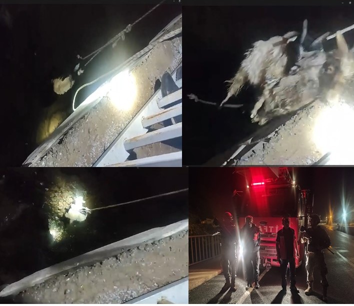 Zap suyunda mahsur kalan keçiler kurtarıldı