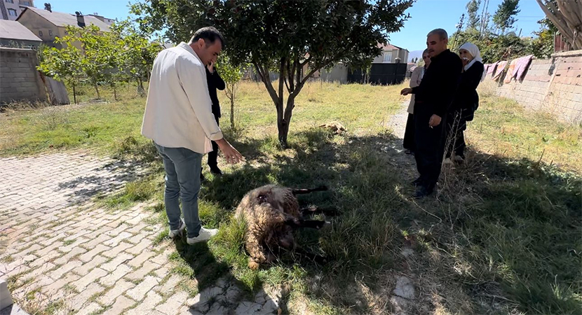 Sokak hayvanları 6 koyunu telef etti