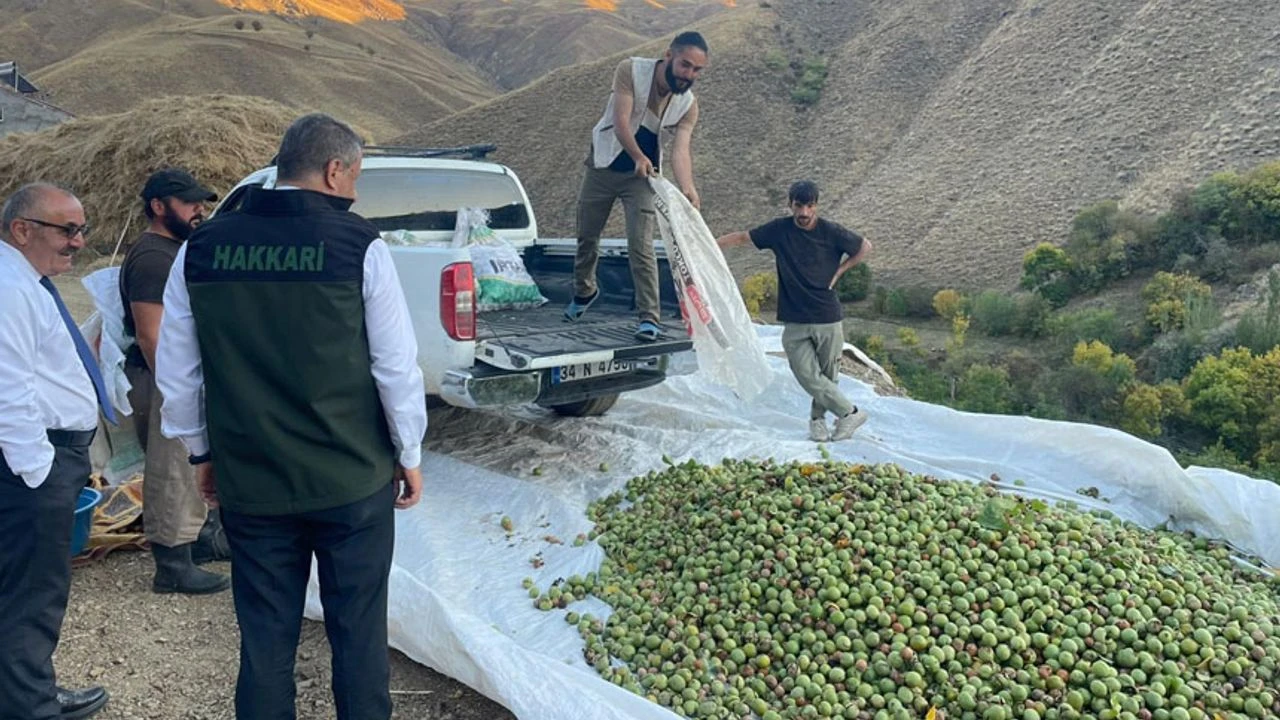 Yüksekova’da çiftçiler cevizdeki verimden memnun