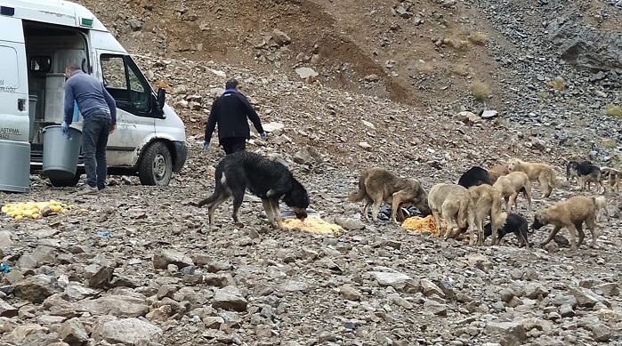 Yağışlı günde sokak hayvanları unutulmadı!