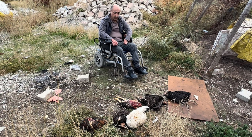 Yüksekova’da engelli vatandaşın kümesine giren köpekler 10 tavuğu telef etti