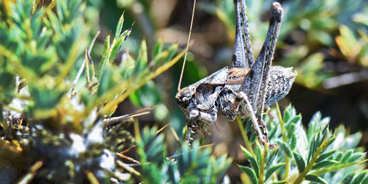 "Anadolua" cinsi çekirgenin iki yeni türü keşfedildi