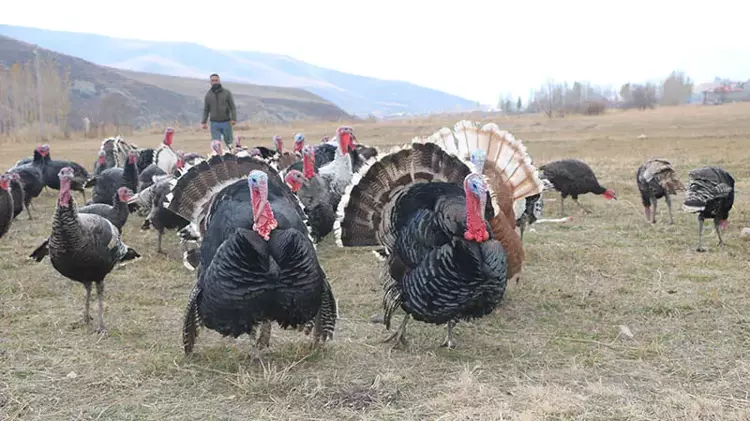 Hakkari'de yılbaşı öncesi hindiler satışa çıktı; fiyatı 4 bin lirayı buluyor