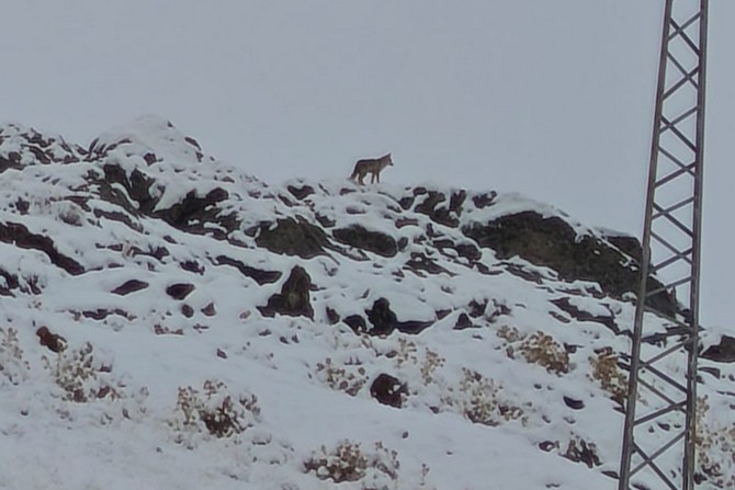 Gündüz vaktinde kurt görüntülendi