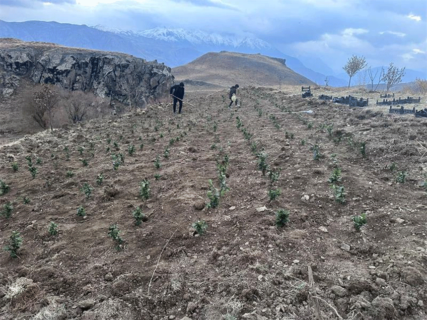 Hakkari’de 2 bin 300 çay kökü dikildi