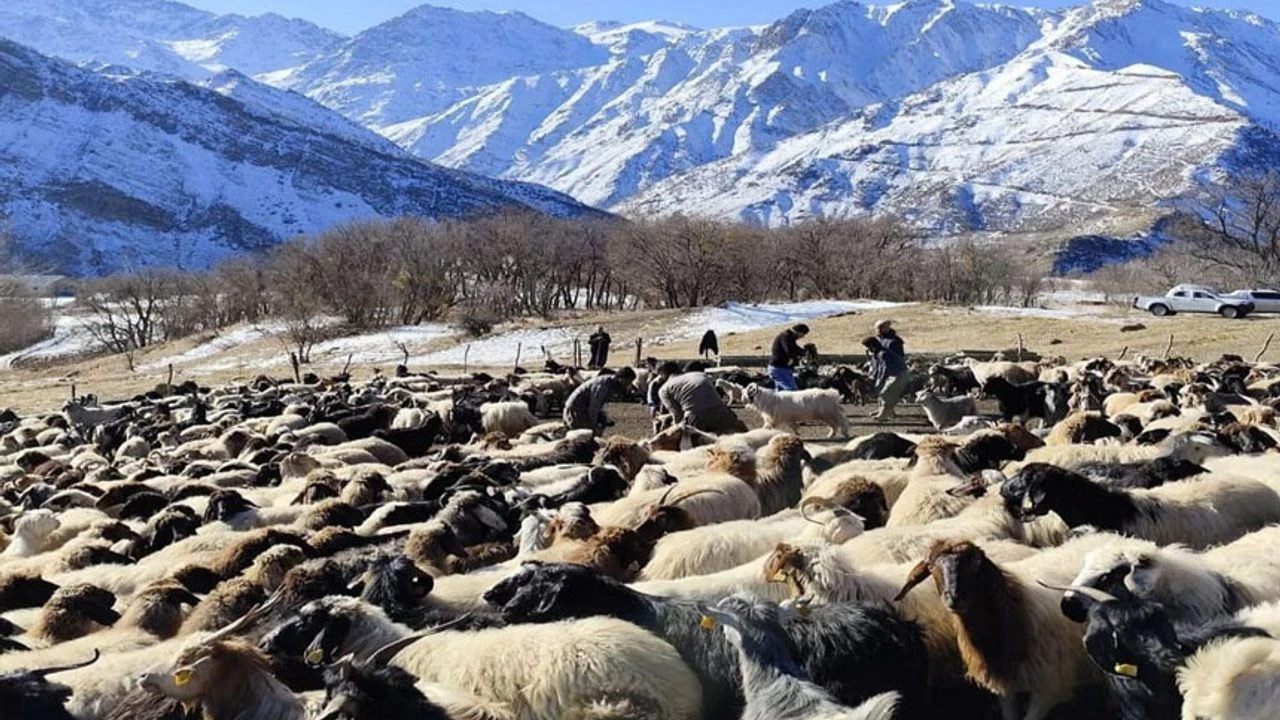 Yüksekova'da 62 köyde aşılama yapıldı