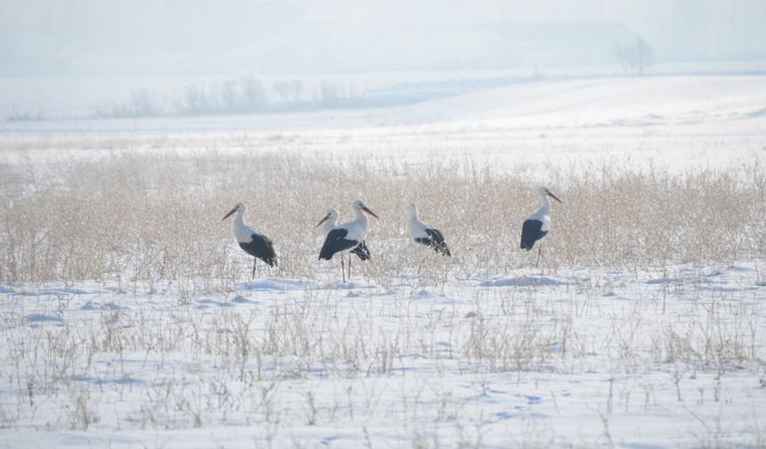 Yüksekova'da göç etmeyen leylekler doğada yiyecek aradı