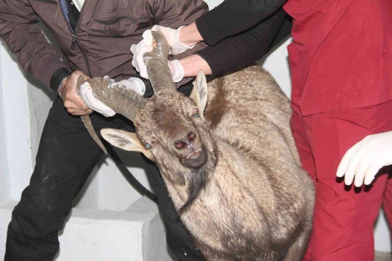 Hakkari'de yaralı bulunan dağ keçisi tedavi altına alındı