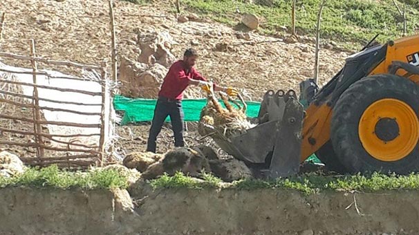 Başkale'de Kurtların Saldırısında 70 Koyun Telef Oldu