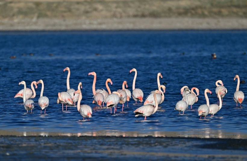 Van Gölü Havzası'ndan göç etmeyen kuşlara koruma