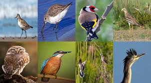 Hakkari'de Kayıtlı Kuş türü sayısı belli oldu!