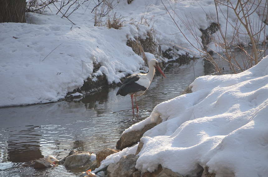 Yüksekova’nın vazgeçilmez misafirleri bu sene de göç etmedi