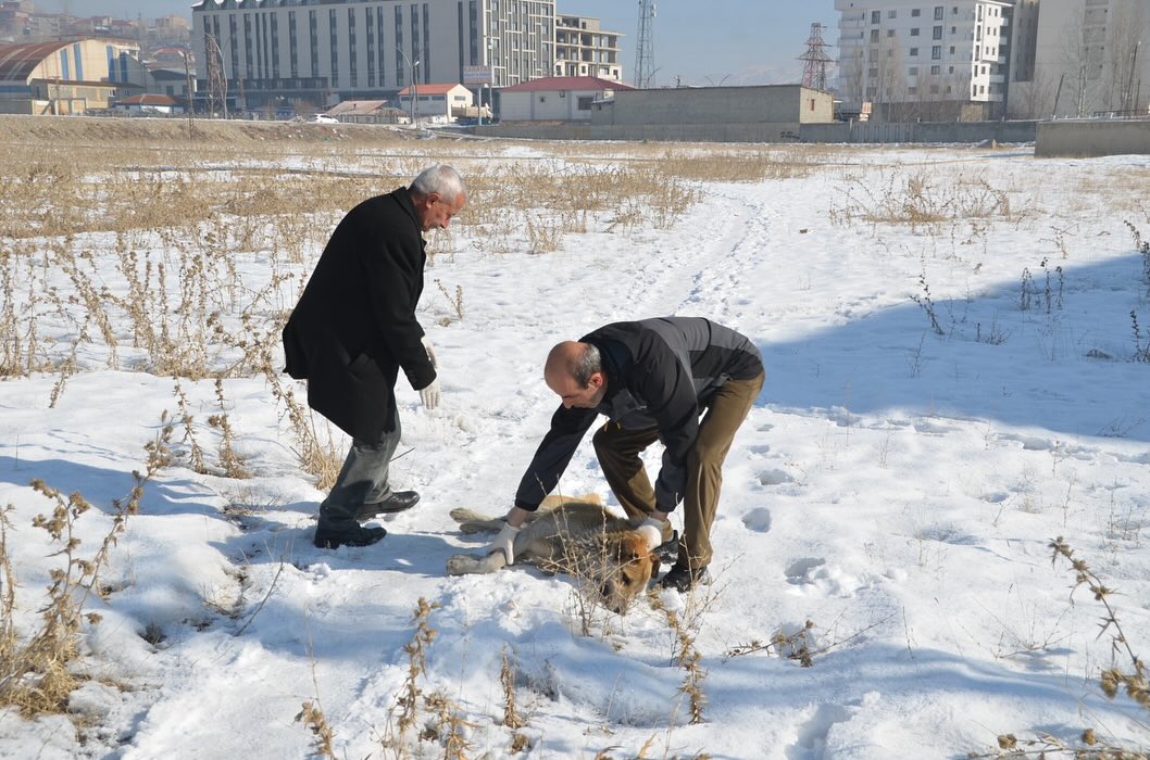 Eslem'in ölümü sonrası bölgedeki sokak köpekleri toplanıyor
