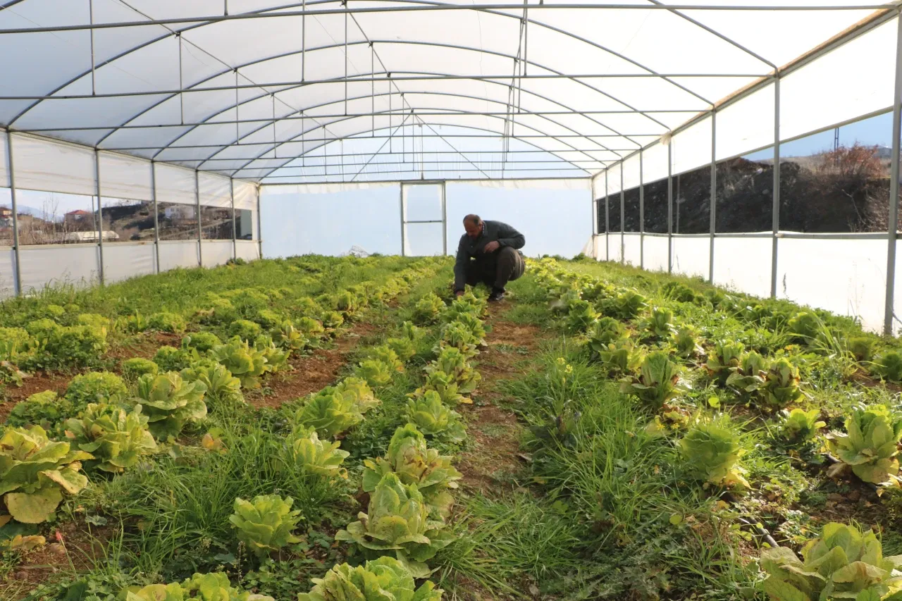 Derecik'teki seralarda geçen yıl 780 ton sebze yetiştirildi