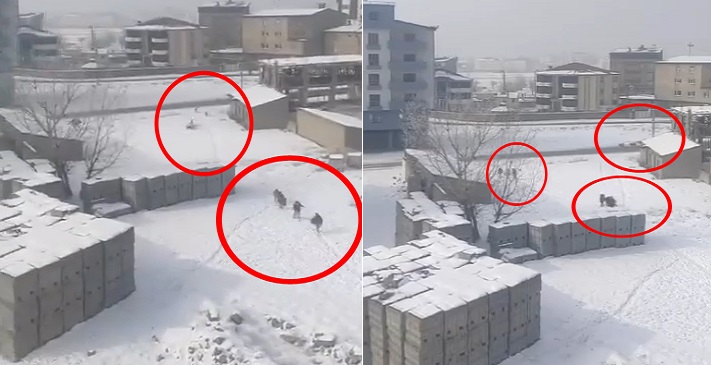 Yüksekova'da Sokak köpekleri Öğrencilere böyle saldırdı!