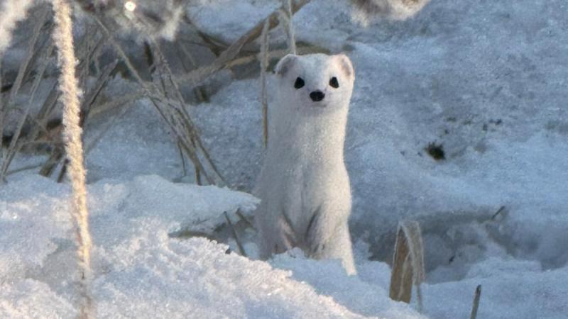 Hakkari'de 'beyaz gelincik' görüntülendi
