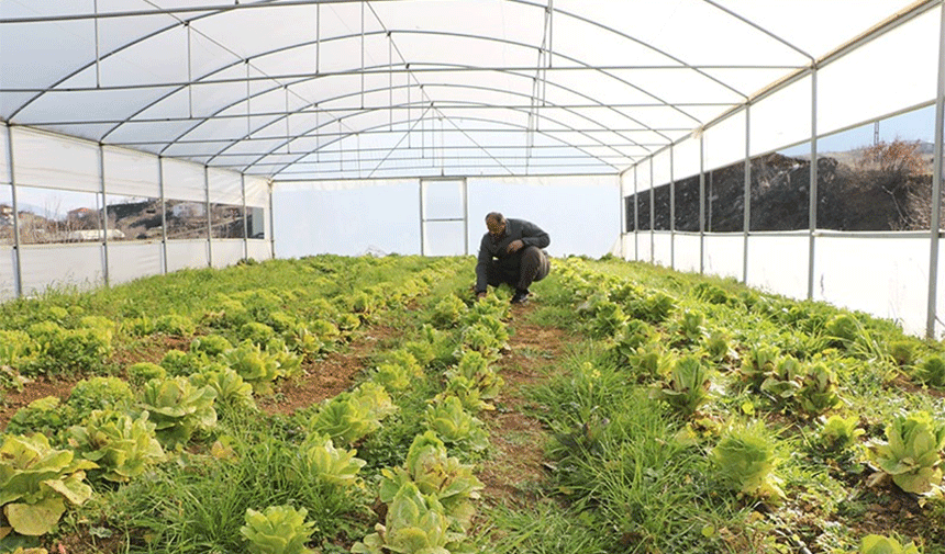 Derecik tarım merkezi oluyor: 5 yılda 120 sera inşa edildi