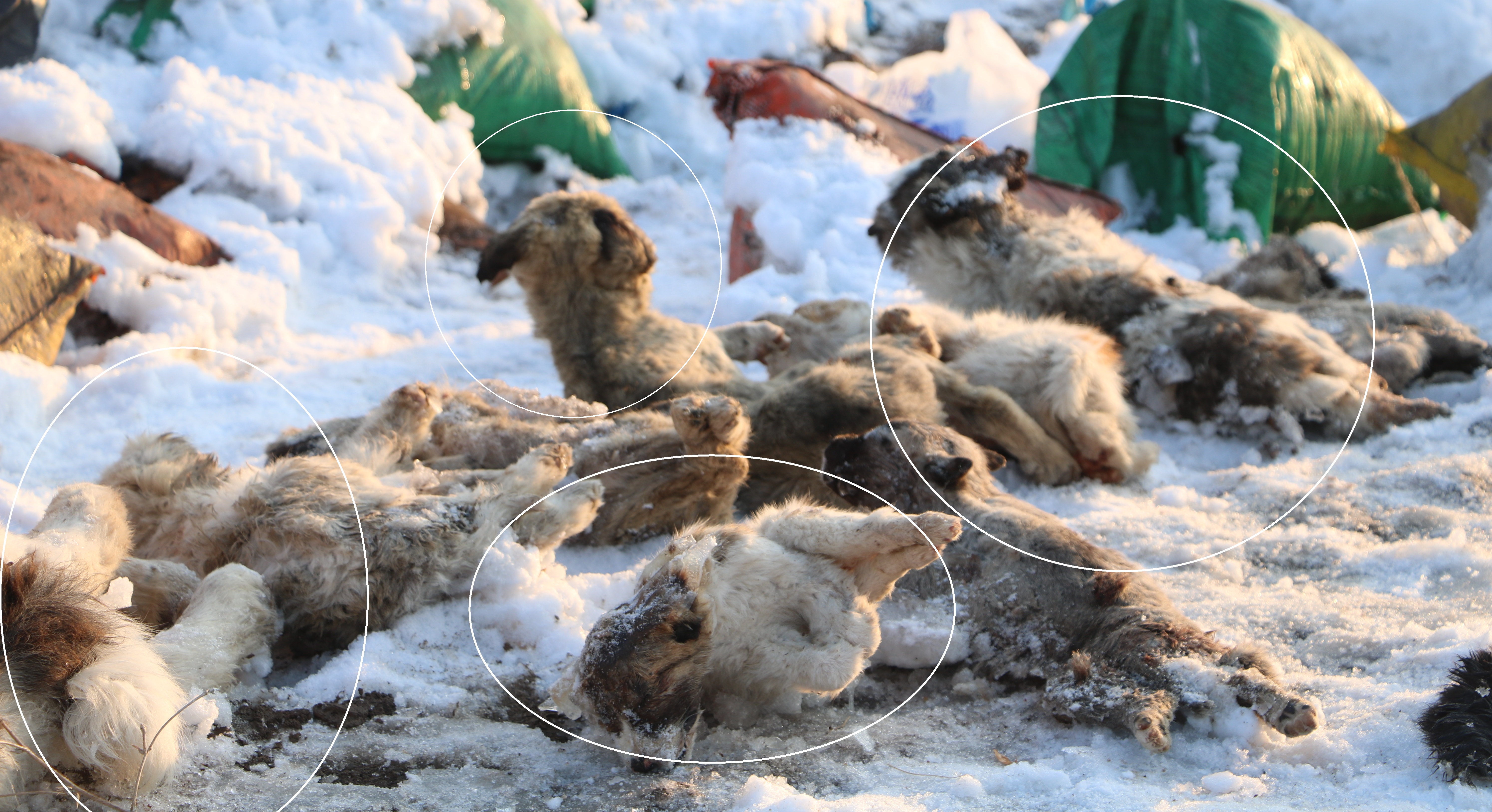 Hakkari'de köpek katliamı!