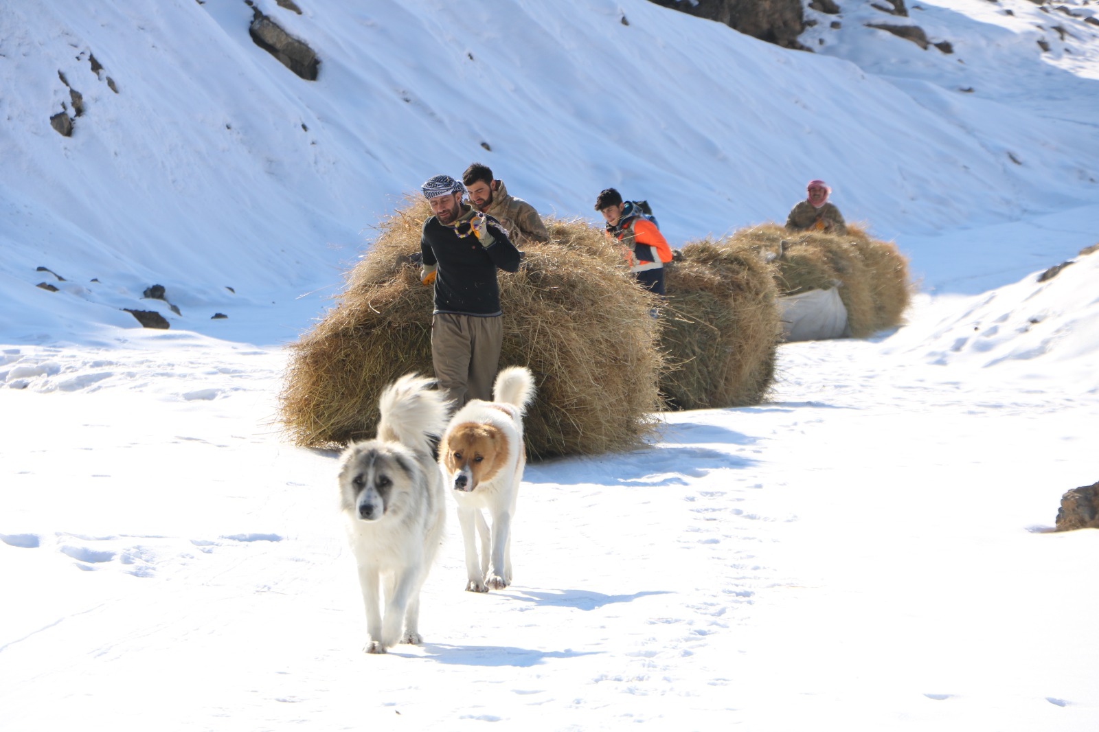 Hakkari'de 2 Bin 500 Rakımda Yaşam mücadelesi!