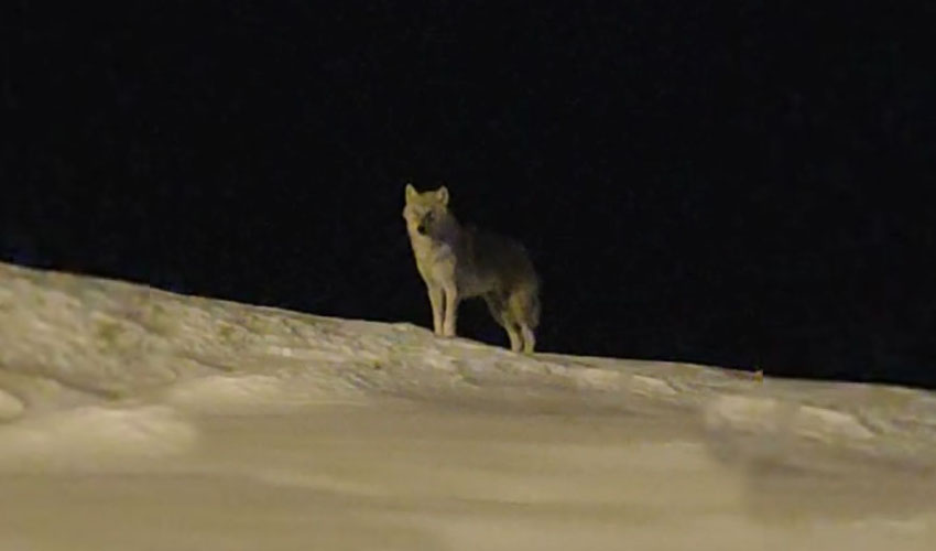 Hakkari’de Aç Kalan Kurt Şehir Merkezine İndi