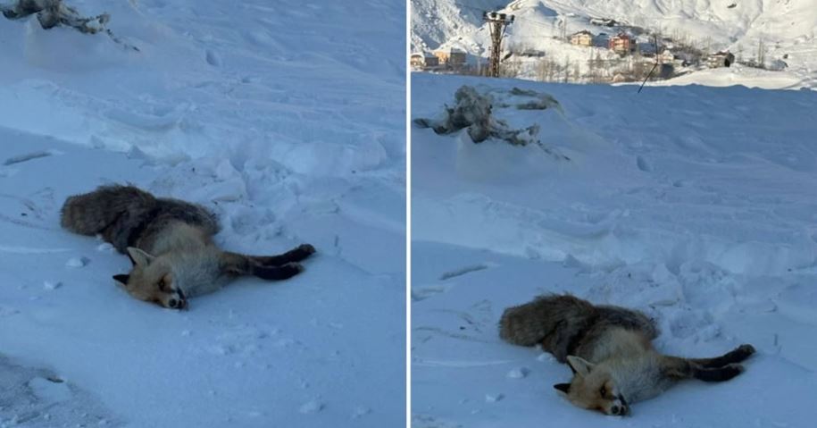 Hakkari’de Aç Kalan Tilki Soğuktan Donarak Öldü