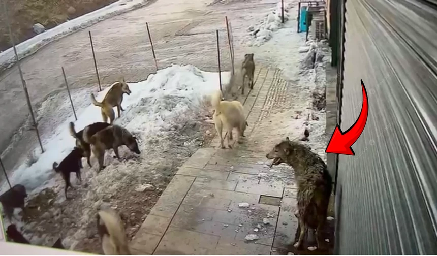 Aç Kalan Kurt Şehir Merkezine İndi, Sokak Köpekleri Kovaladı