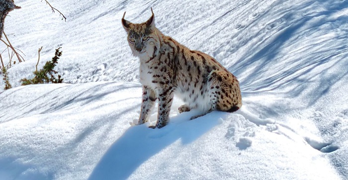 Ormanın hayaleti' İlk kez yakından görüntülendi