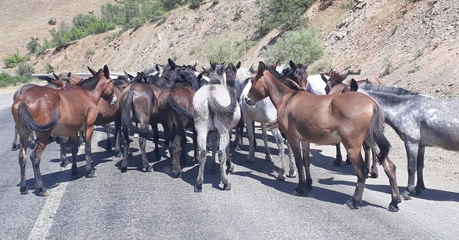 Hakkari'de Başıboş Hayvanlar Trafikte Tehlike Saçıyor