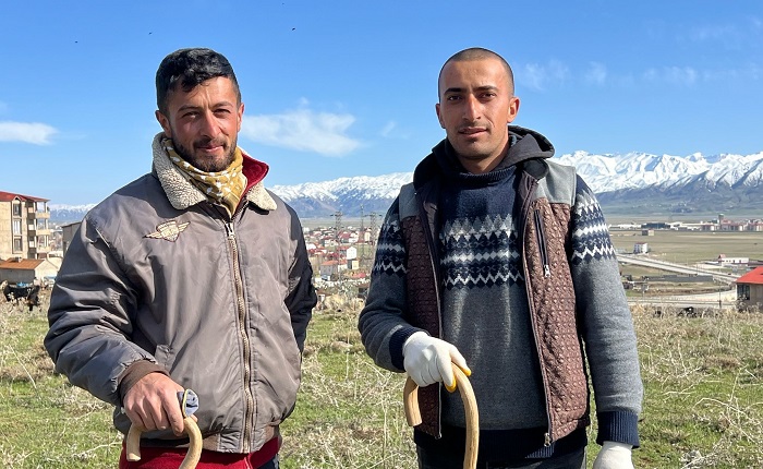 70 bin TL maaşla çoban bulamayan köylüler, sırayla hayvanları otlatıyor