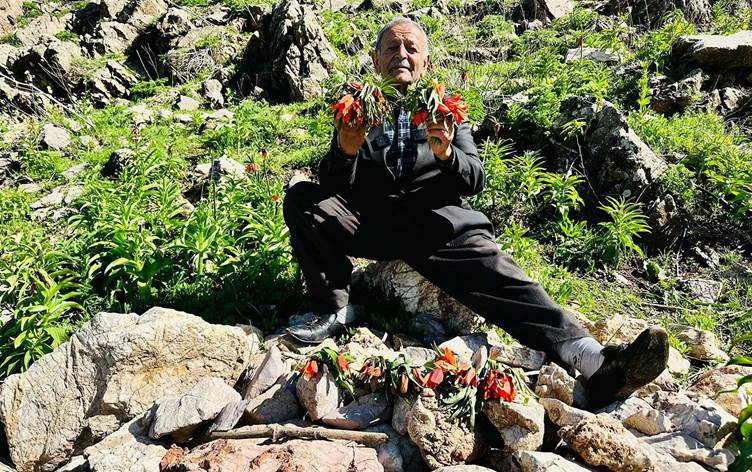 Hakkari'nin simgesi ters lalelere zarar verildi