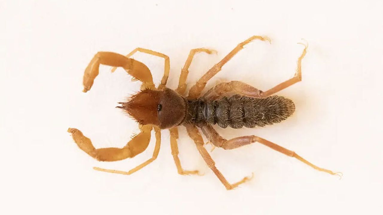 Hakkari'de yeni "Böğü" türü keşfedildi