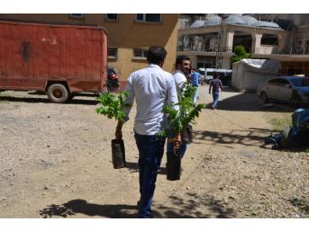 Yüksekova'da 10 Bin Ceviz Fidanı Dağıtıldı