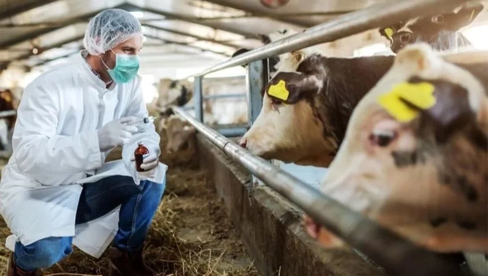 Şap Hastalığı Yayılıyor: Hakkari  İl Genelinde Karantina
