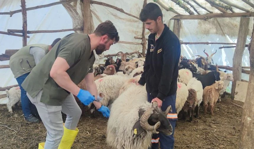 Hakkari’de Şap Hastalığına Karşı Seferberlik Başlatıldı