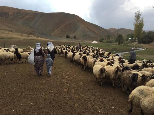 Hakkari’de Hayvan Pazarı Kurulmayacak