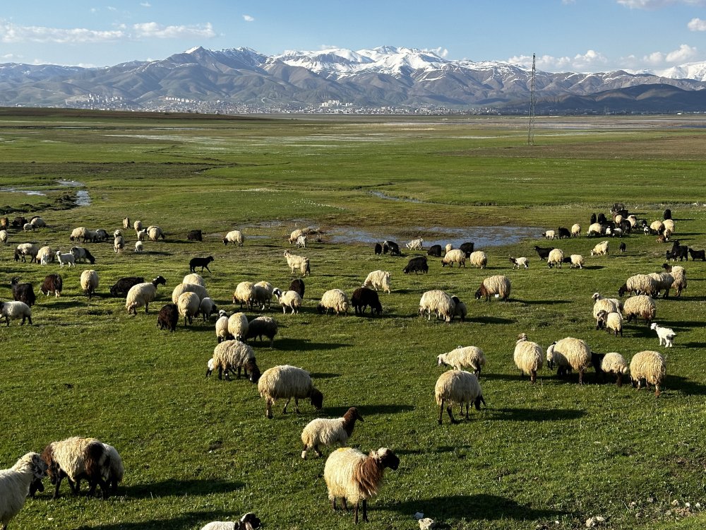 Hakkari’de Kurban Bayramı Öncesi 15 Maddelik Şap Tedbiri