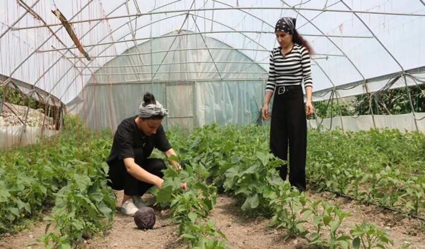 Hakkari’de 2 kuzenin büyük azmi!