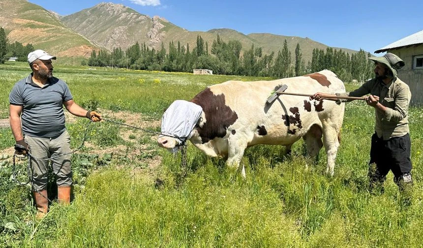 Yüksekova’da 1 Tonluk Simental Kurbanlık “Paşa” Alıcısını Bekliyor