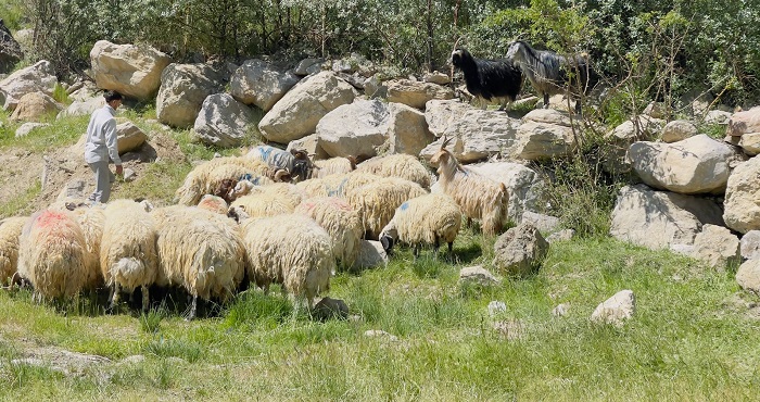 Kurbanlık Satıcıları Şap Nedeniyle Dertli: “Hayvanlarımız Sağlıklı, Satışa Hazır”