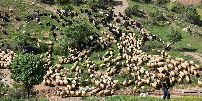 Derecik ve Yüksekova’da Şap Tespit Edildi: Hakkari’de Kontrollü Satış Başladı