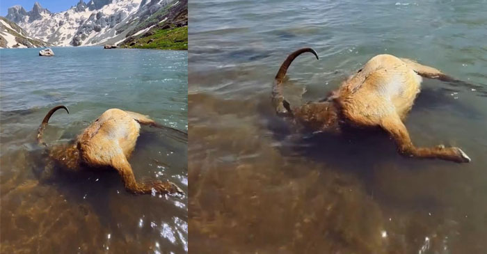 Hakkari’de Acı Manzara: Gölette Telef Olmuş Dağ Keçisi Bulundu