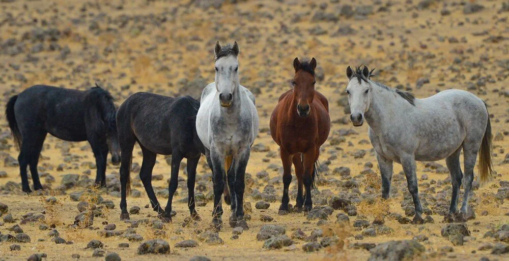 Yaban atları silahla öldürüldü: DEM Parti’den tepki