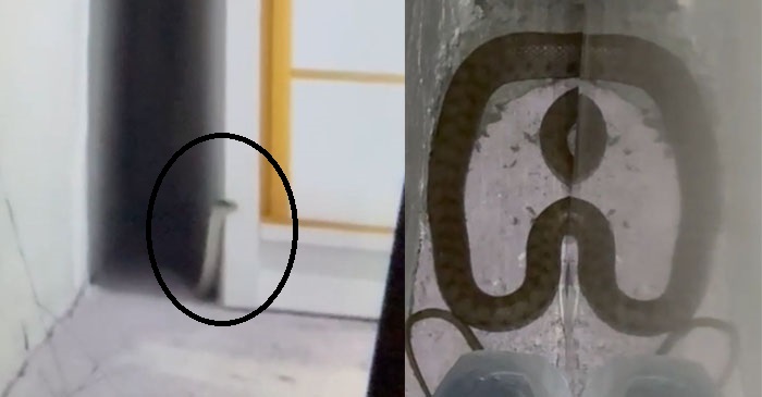 Hakkari'de Yatak Odasındaki Yılan korkuttu!