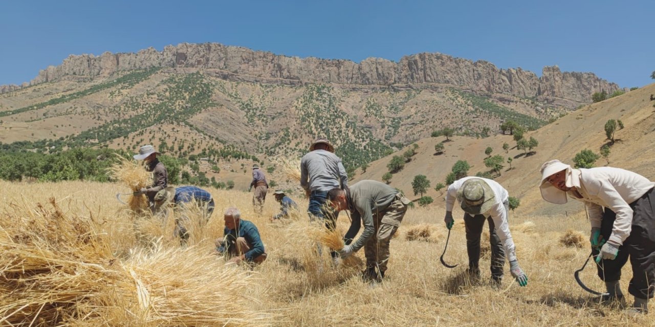 Hakkari'de Traktörle gidilemeyen tarlalardaki buğdaylar orakla biçiliyor