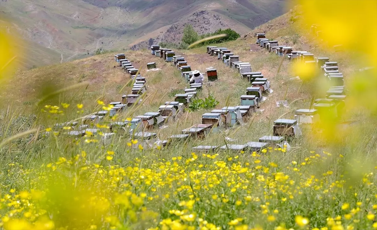 TKDK’dan Hakkâri’ye Dev Hibe: 14 Projeye Onay