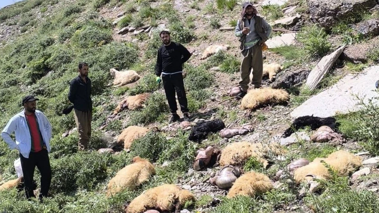 Hakkari’de Yaylada Acı Olay: 20 Koyun Peş Peşe Uçurumdan Düştü